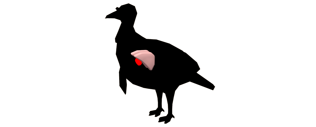 Turkey vitals